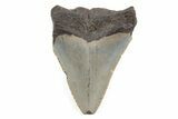 Serrated, Juvenile Megalodon Tooth - North Carolina #196030-1